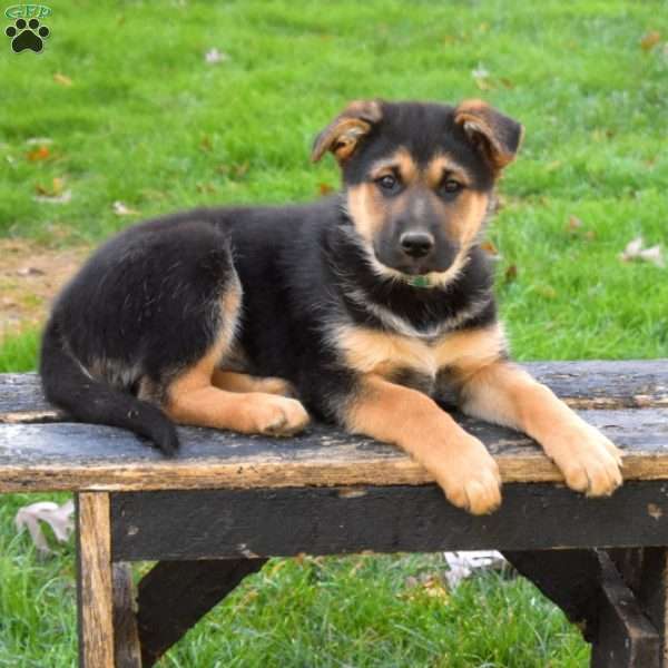 Duke, German Shepherd Mix Puppy