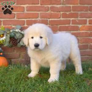 Duke, Maremma Sheepdog Puppy