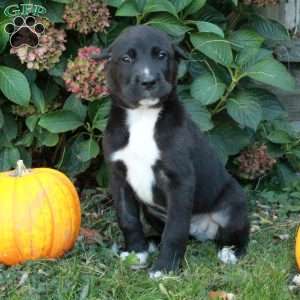 Duke, Cane Corso Mix Puppy