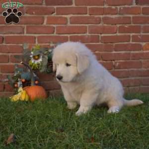 Duke, Maremma Sheepdog Puppy