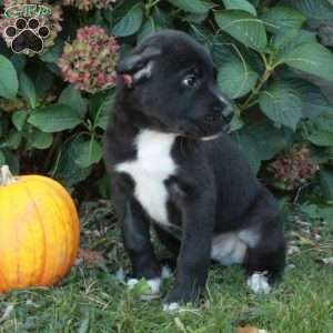 Duke, Cane Corso Mix Puppy