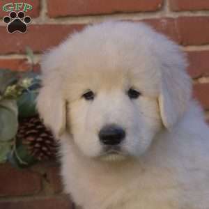 Duke, Maremma Sheepdog Puppy