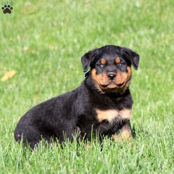 Duke, Rottweiler Puppy