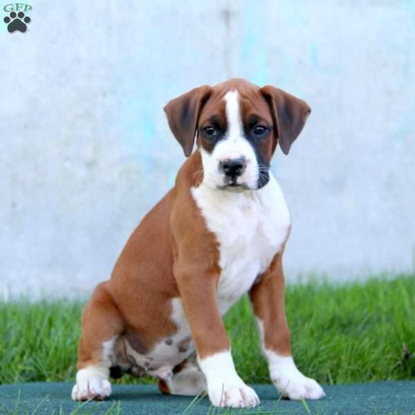 Duke, Boxer Puppy