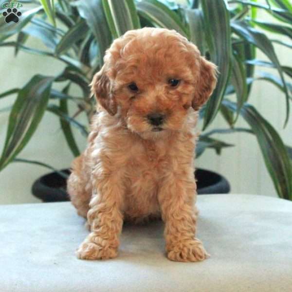 Dumpling, Miniature Poodle Puppy