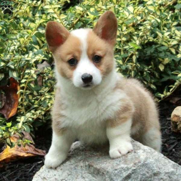 Dumpling, Pembroke Welsh Corgi Puppy