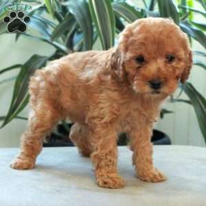 Dumpling, Miniature Poodle Puppy