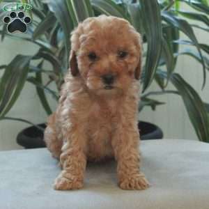 Dumpling, Miniature Poodle Puppy