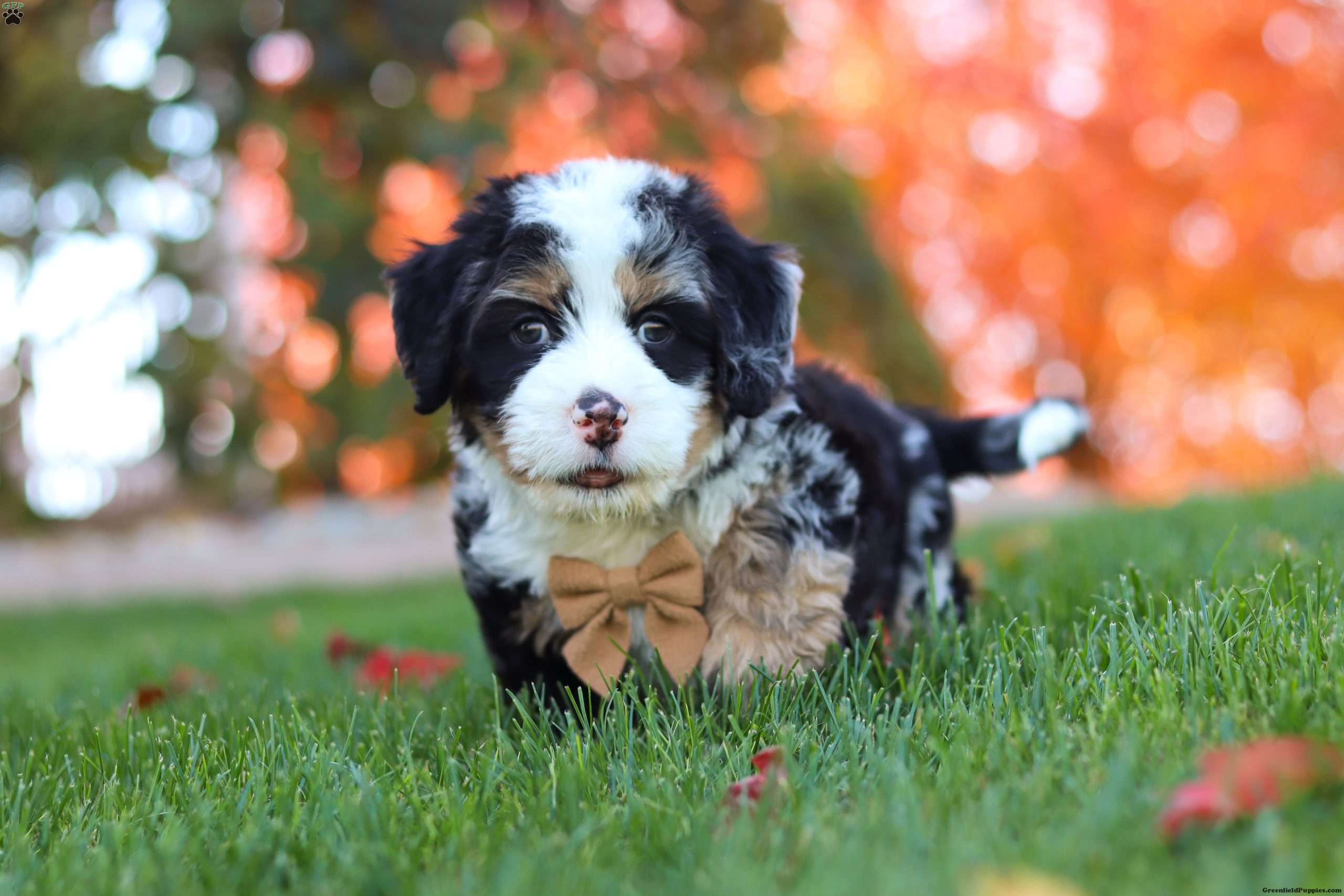 Duncan Mini Bernedoodle Puppy For Sale in Ohio