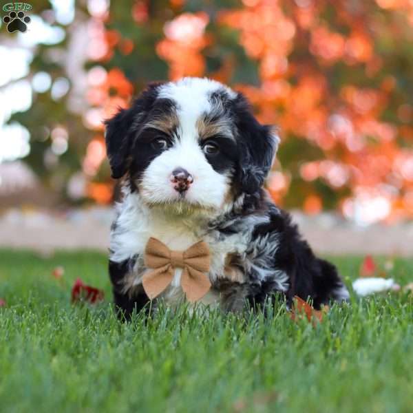 Duncan, Mini Bernedoodle Puppy