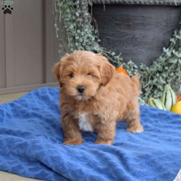 Dustin, Maltipoo Puppy