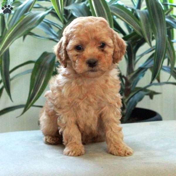 Dusty, Miniature Poodle Puppy