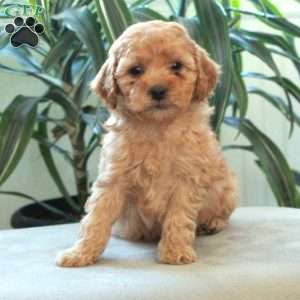 Dusty, Miniature Poodle Puppy