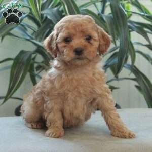 Dusty, Miniature Poodle Puppy