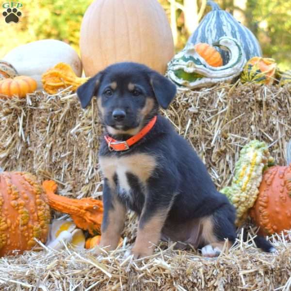 Dutchess, German Shepherd Mix Puppy