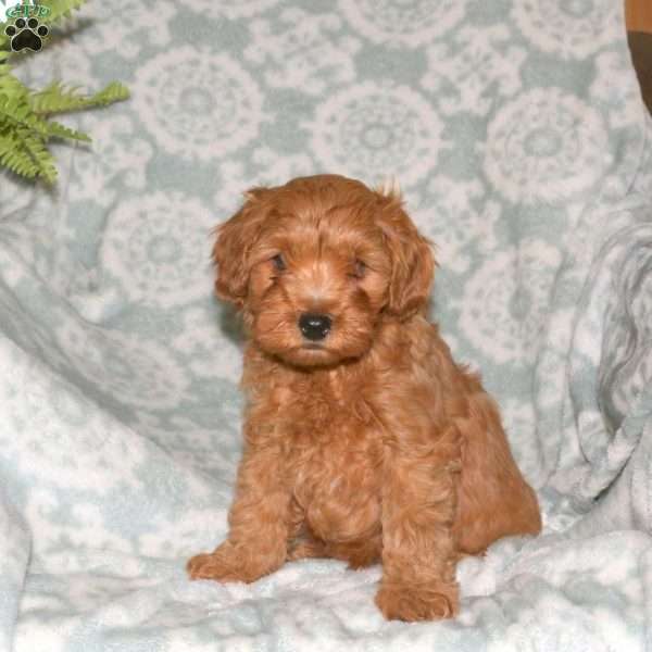 Dylan, Maltipoo Puppy