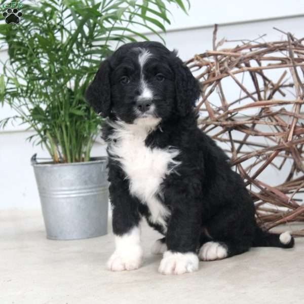 Dylan, Bernedoodle Puppy