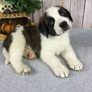 Charlie, Saint Bernard Puppy