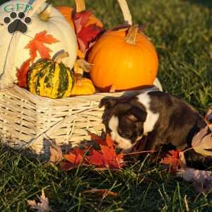 Madison, Boston Terrier Puppy