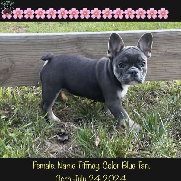 Tiffney, French Bulldog Puppy