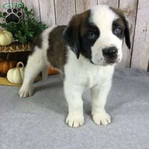 Charlie, Saint Bernard Puppy