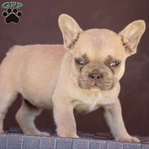 Clarence, French Bulldog Puppy