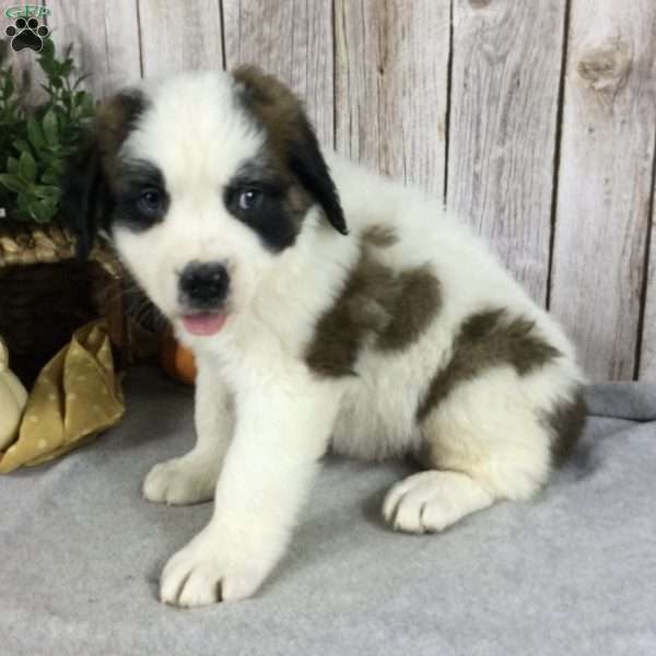 Max, Saint Bernard Puppy