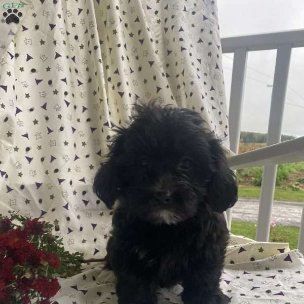 Spooky, Bichon Mix Puppy