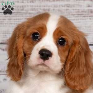 Reggie, Cavalier King Charles Spaniel Puppy