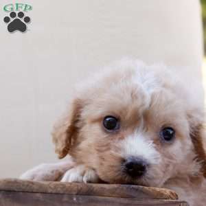 George, Cavachon Puppy