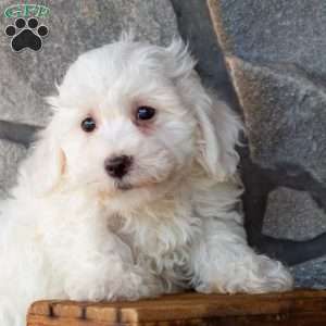 Sailor, Bichon Frise Puppy