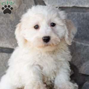 Sarge, Bichon Frise Puppy