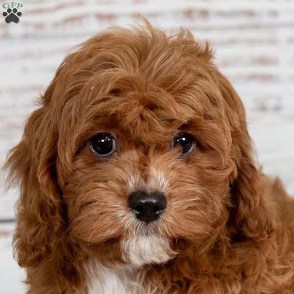 Roscoe, Cavapoo Puppy