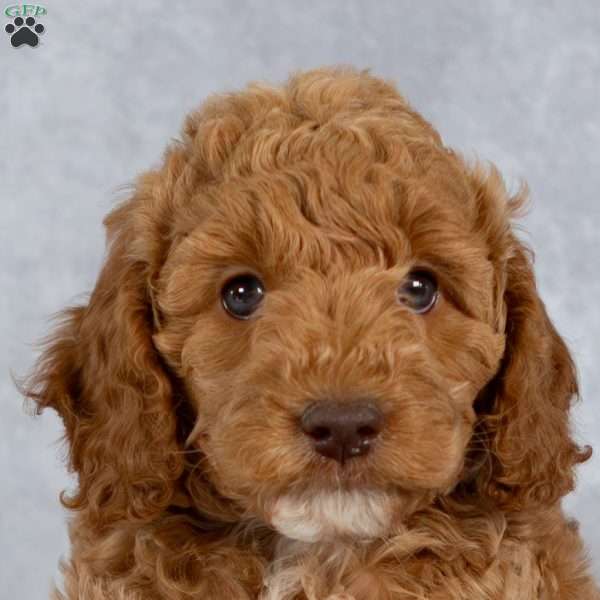 Jasmine, Cockapoo Puppy