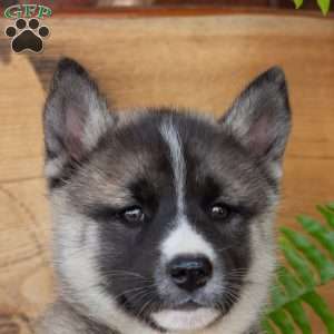 Beauty, Akita Mix Puppy