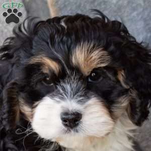 Trucker, Cavachon Puppy