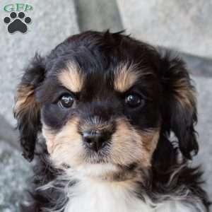 Tiny, Cavachon Puppy