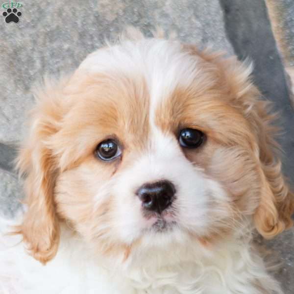 Tina, Cavachon Puppy