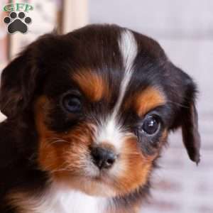 Arther, Cavalier King Charles Spaniel Puppy