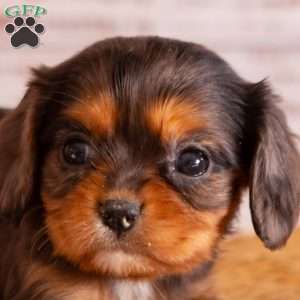 Angie, Cavalier King Charles Spaniel Puppy