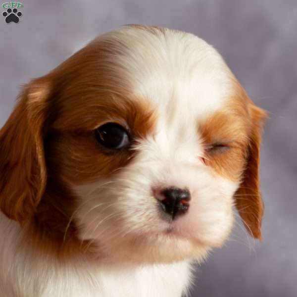 Allie, Cavalier King Charles Spaniel Puppy