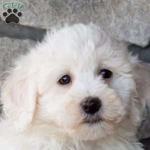 Spark, Bichon Frise Puppy