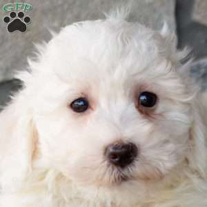 Sailor, Bichon Frise Puppy