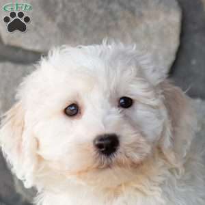 Sarge, Bichon Frise Puppy