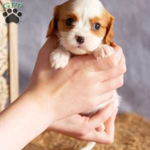 Allie, Cavalier King Charles Spaniel Puppy