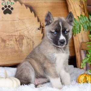 Bella, Akita Mix Puppy