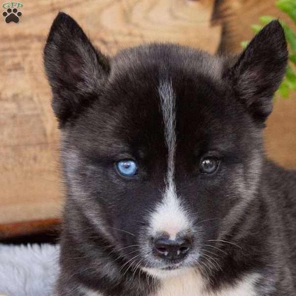 Bounce, Akita Mix Puppy