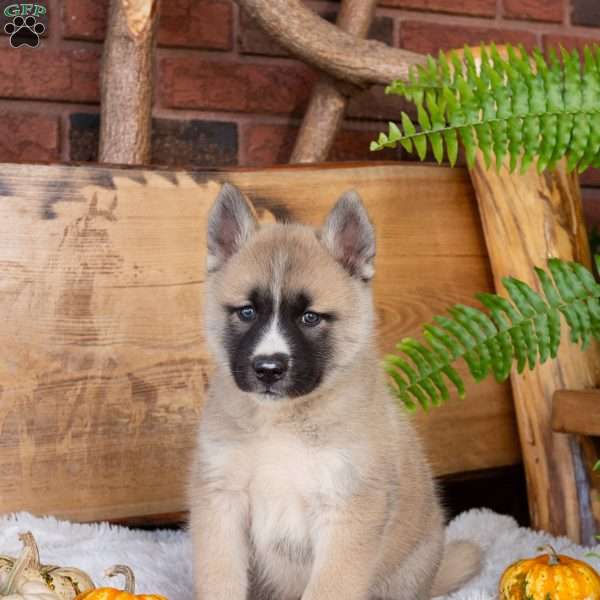 Buddy, Akita Mix Puppy