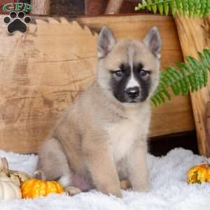 Buddy, Akita Mix Puppy