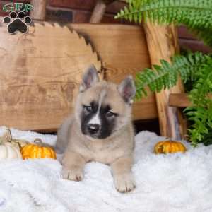 Buddy, Akita Mix Puppy